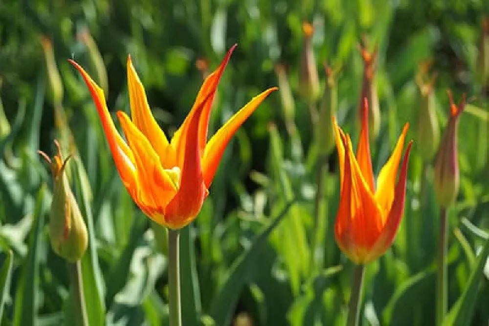 Fly Away Tulips