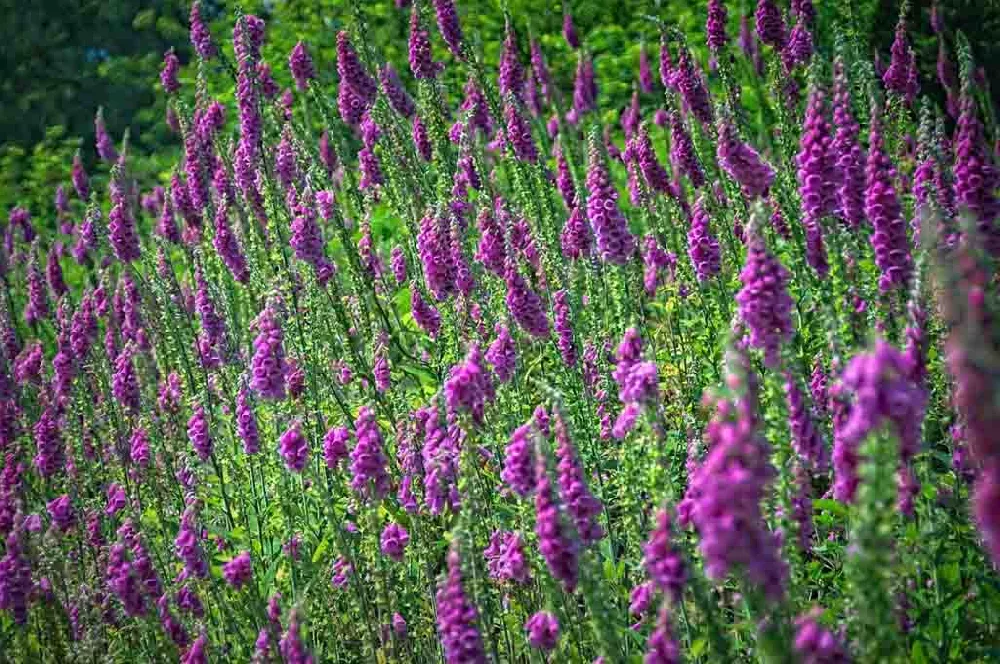 Foxglove Flowers in a field