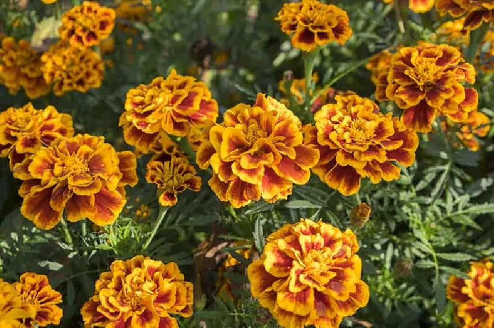 French Marigolds