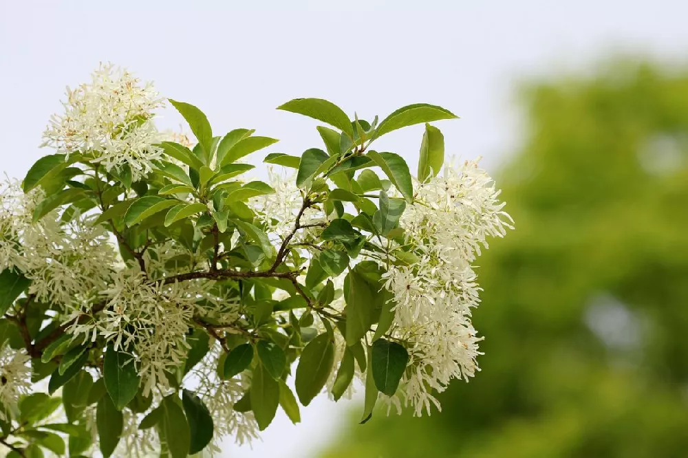 Chinese Fringe Tree