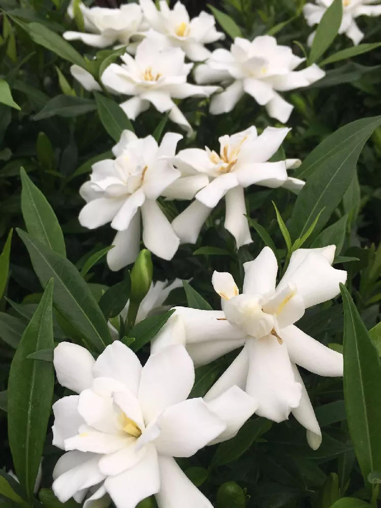 Frost Proof Gardenia Shrub 