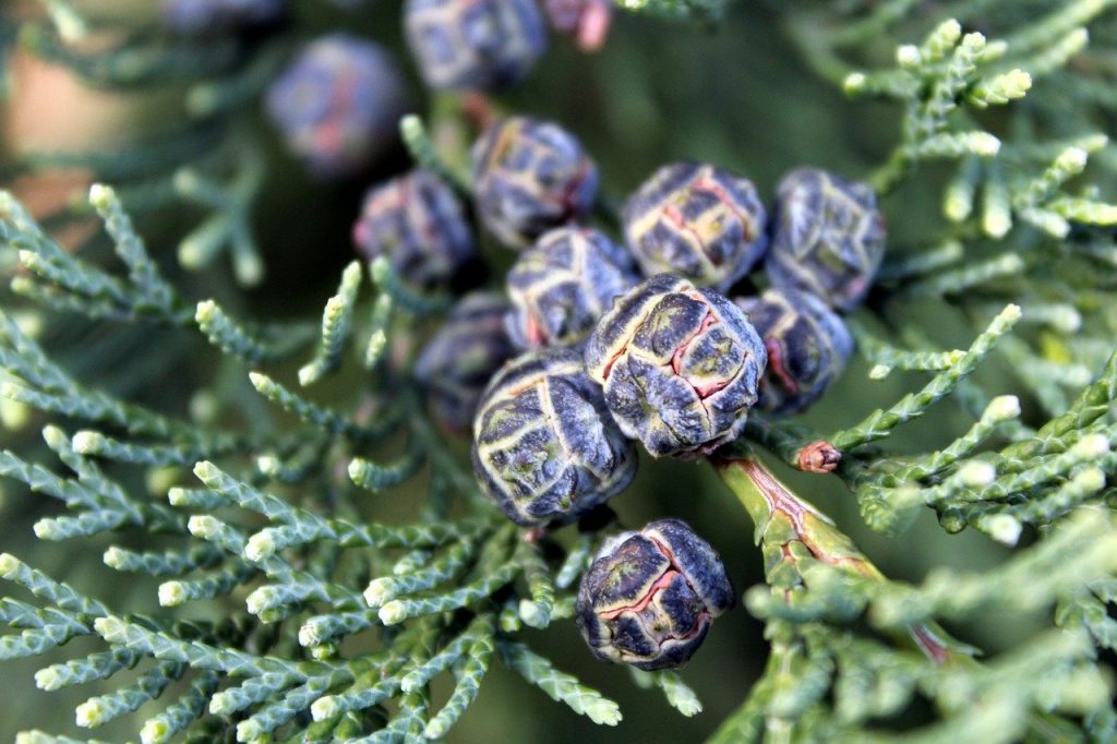 Fruits of Thuja Tree