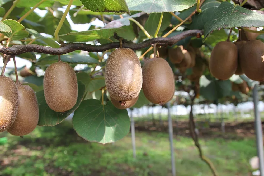 Fuzzy Kiwi fruit tree