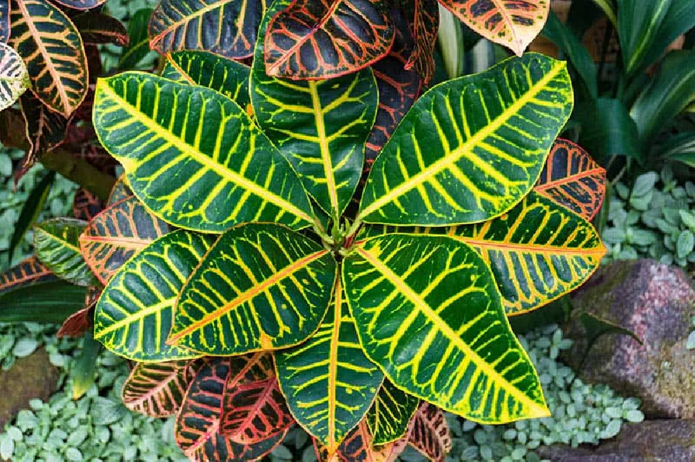 Croton 'Petra' Plant foliage