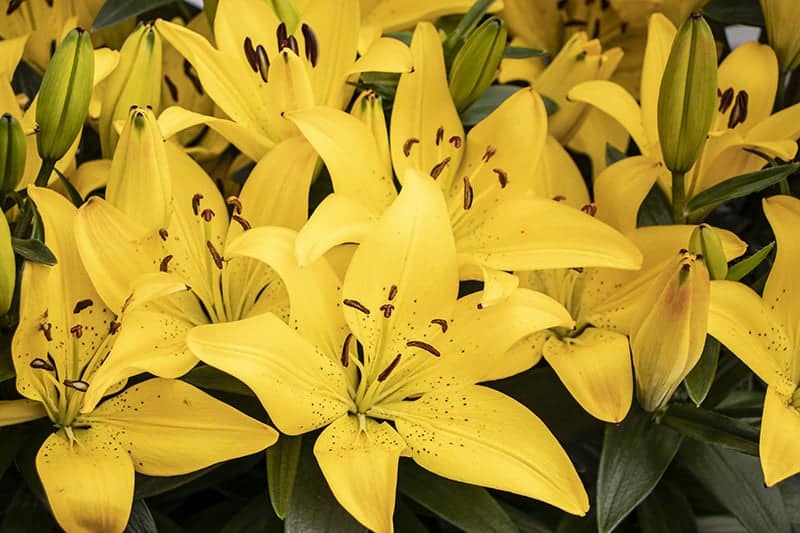 Golden Stargazers