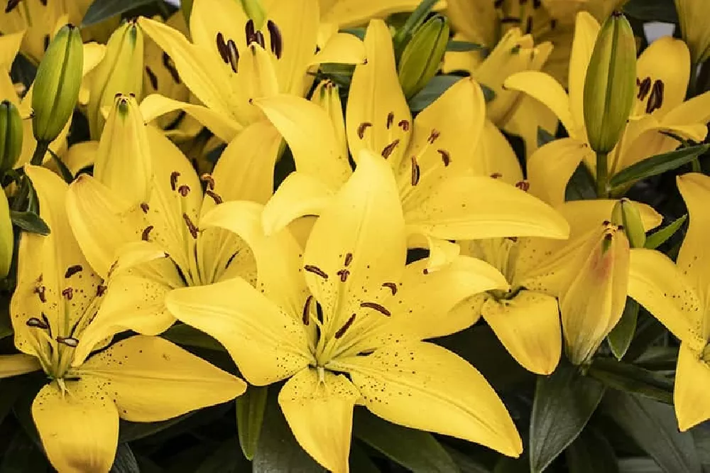 Yellow Stargazer Lily