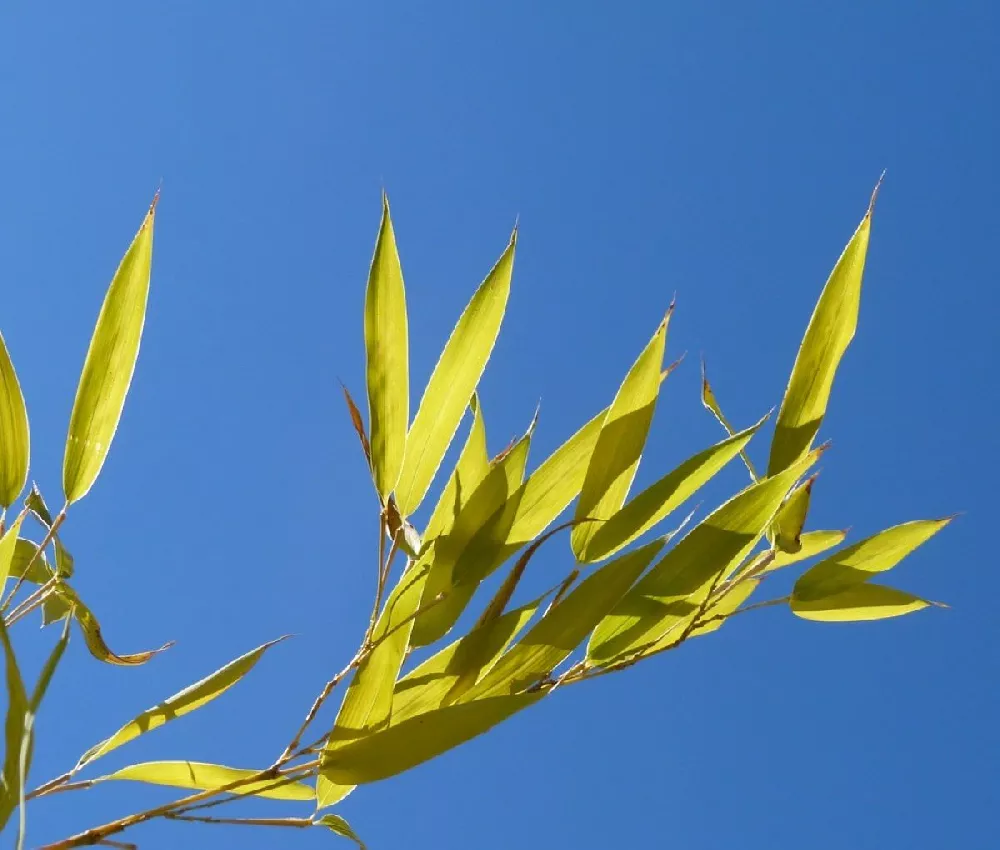 Golden Bamboo