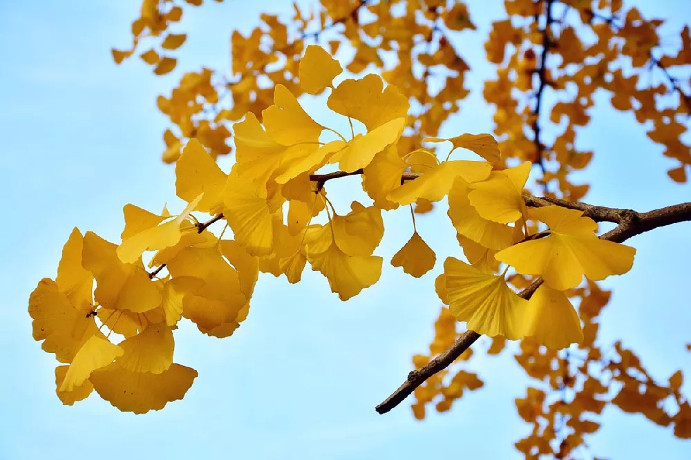 Goldspire Ginkgo leaves