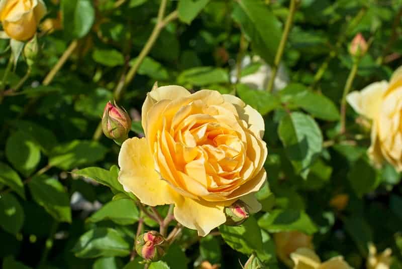 Rosa 'Graham Thomas'