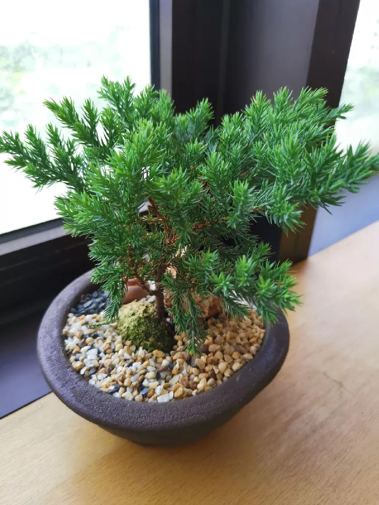 Green Mound Juniper Topiary