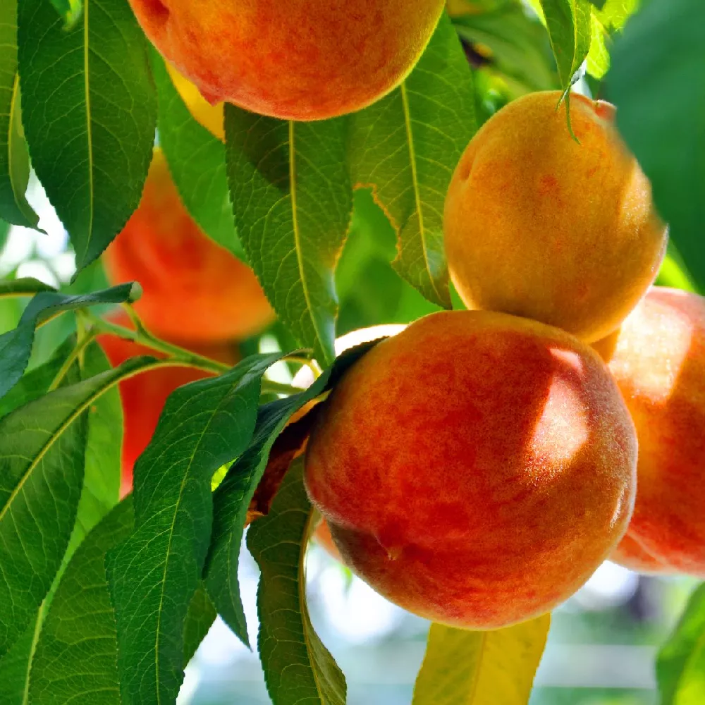 Harvester Peach Tree