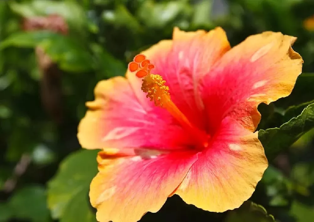 Hawaiian Hibiscus