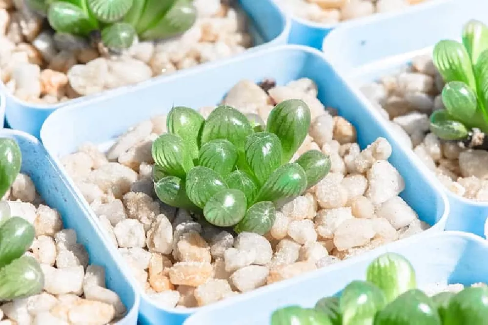 Haworthia Zebra care