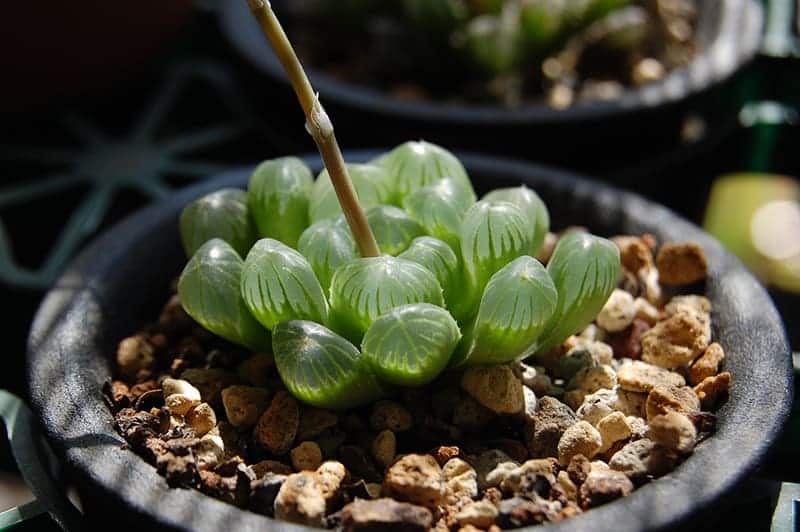 Haworthia cooperi var. Dielsiana