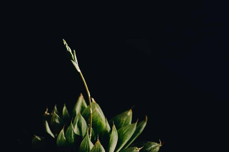 Haworthia cooperi var. Picturata