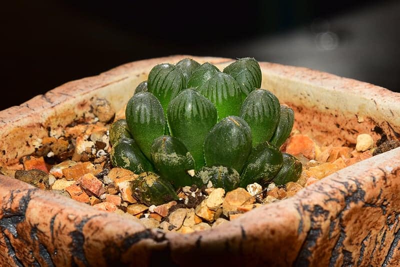 Haworthia cooperi var. Truncata