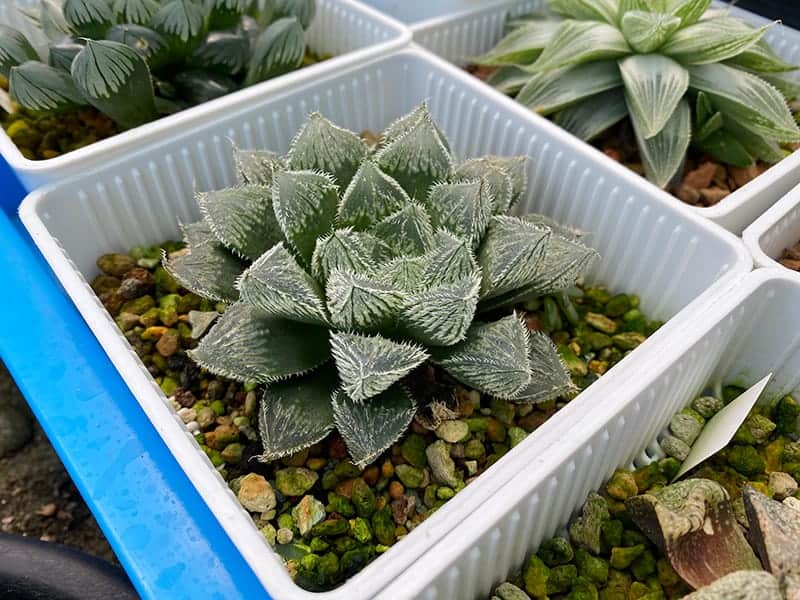 Haworthia cooperi var. Venusta