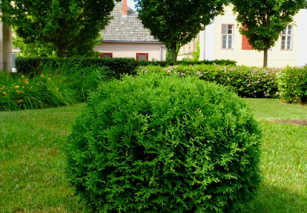 Hetz Midget Thuja Shrub