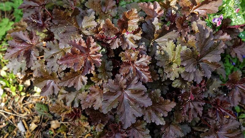 Heuchera 'Chocolate Ruffles'