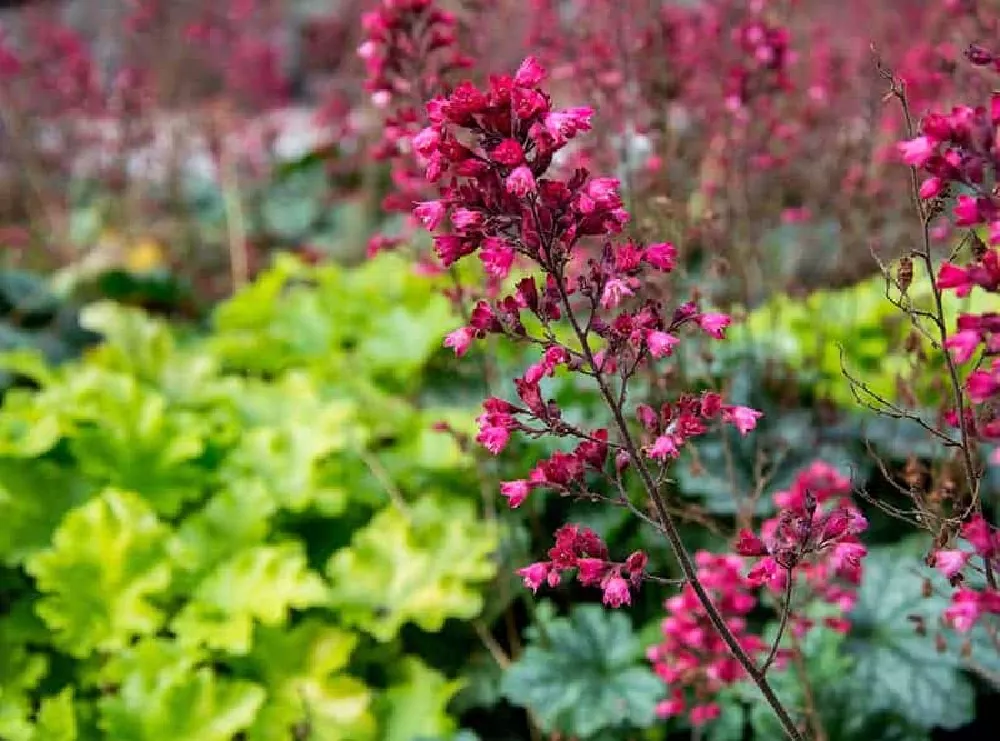 Heuchera flowers