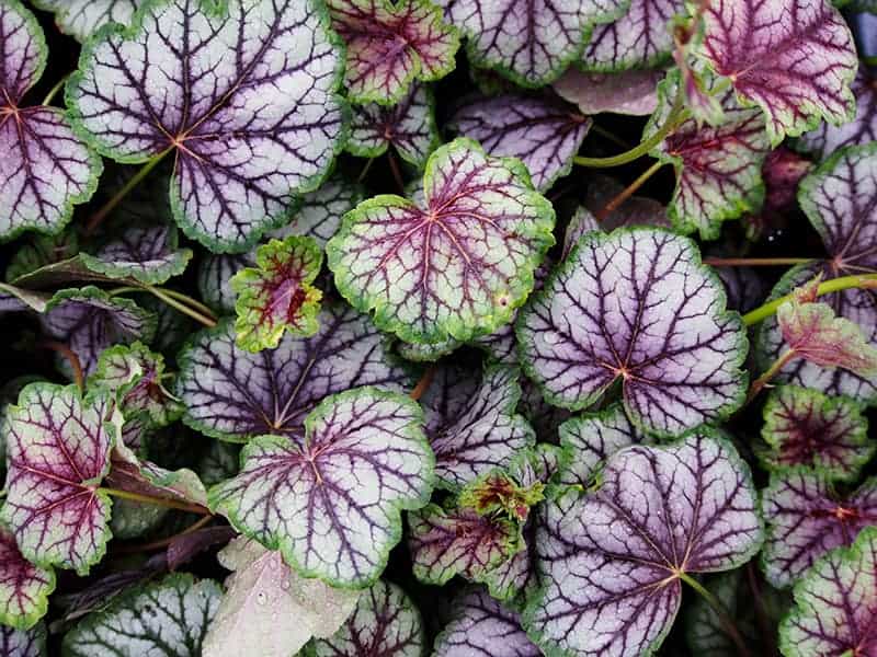 Heuchera Green Spice