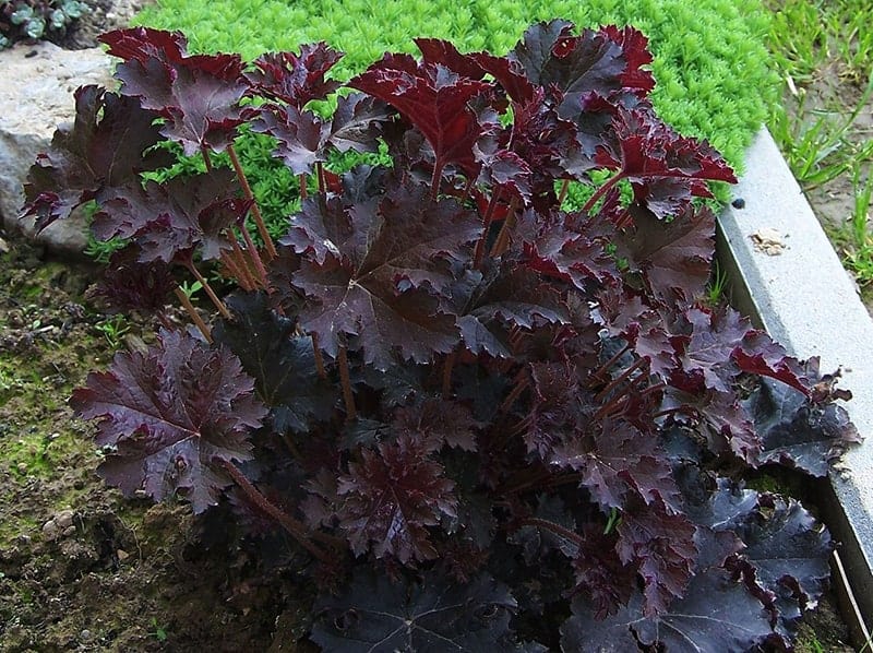 Heuchera micrantha 'Palace Purple'