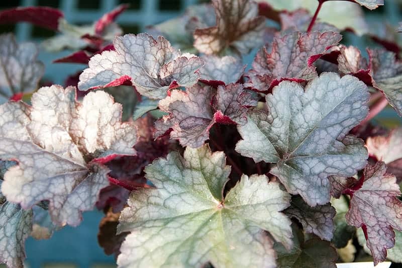 Heuchera 'Plum Pudding'