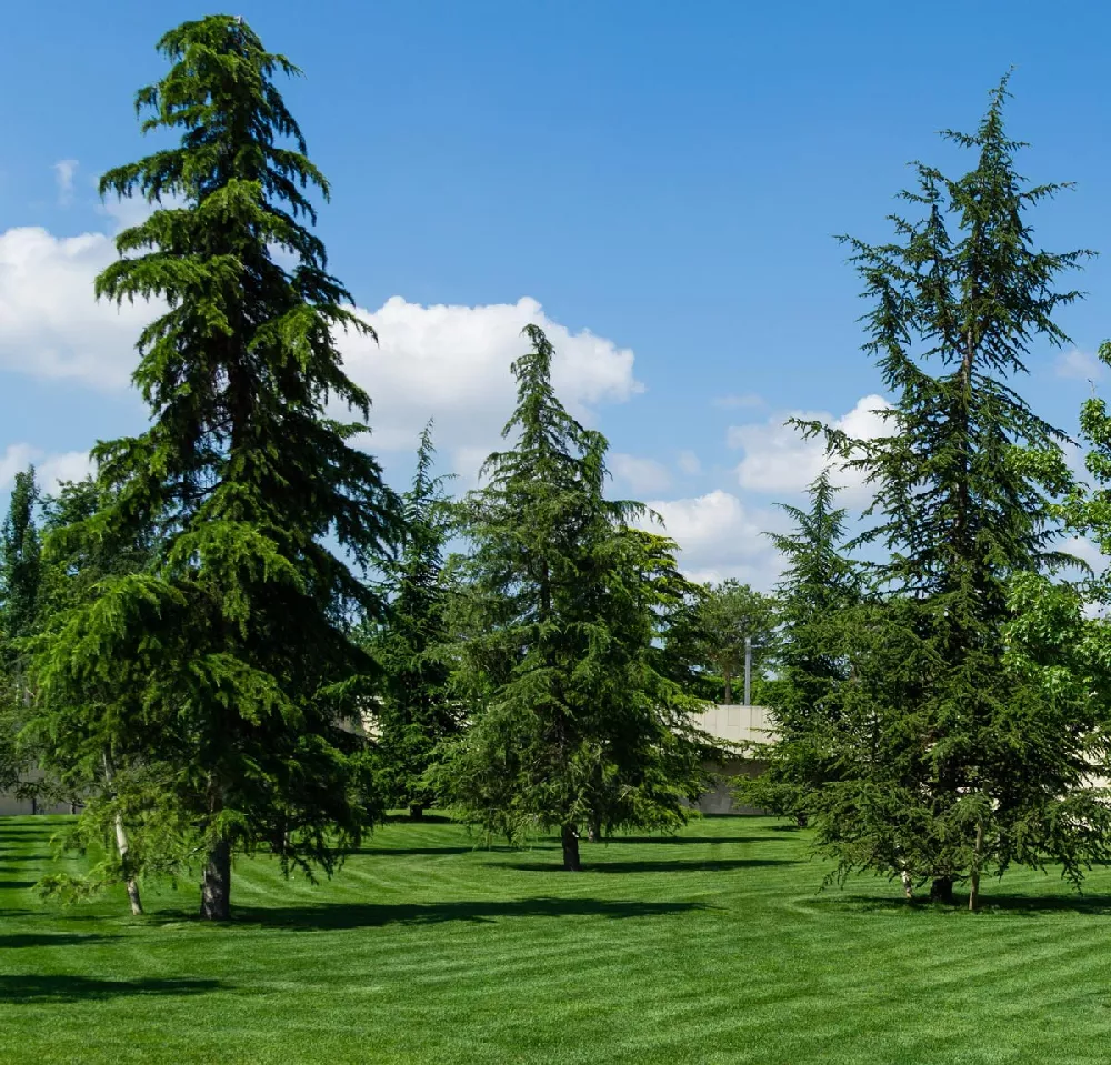 Deodar Cedar Tree