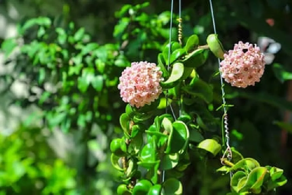 Hindu Rope Plant in sun