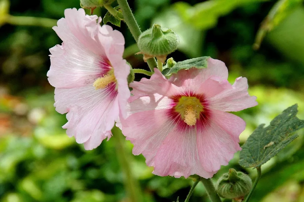 Pink Hollyhocks