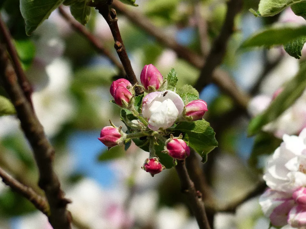 Honeycrisp Apple Tree