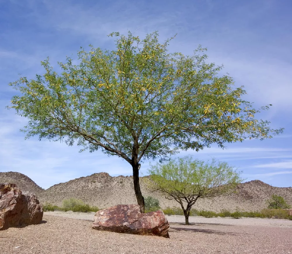 Honey Mesquite tree