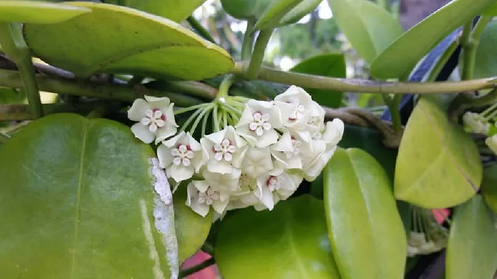 Hoya Plant flowers