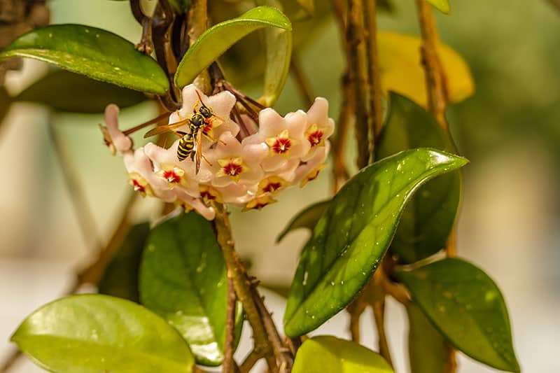 Hoya 'Carnosa'