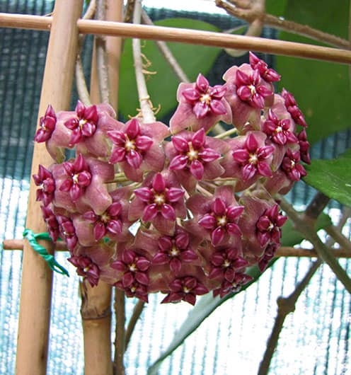 Hoya 'cinnamomifolia'