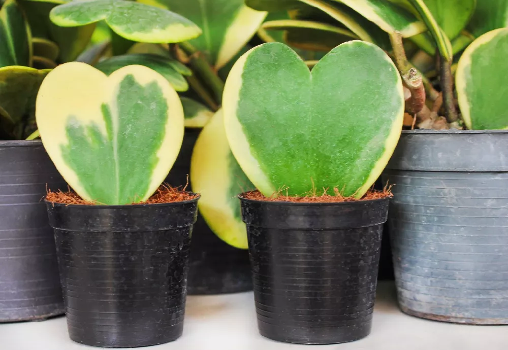 Green Hoya Plant