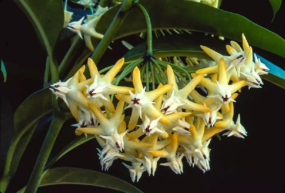 Hindu Rope Plant with yellow flowers