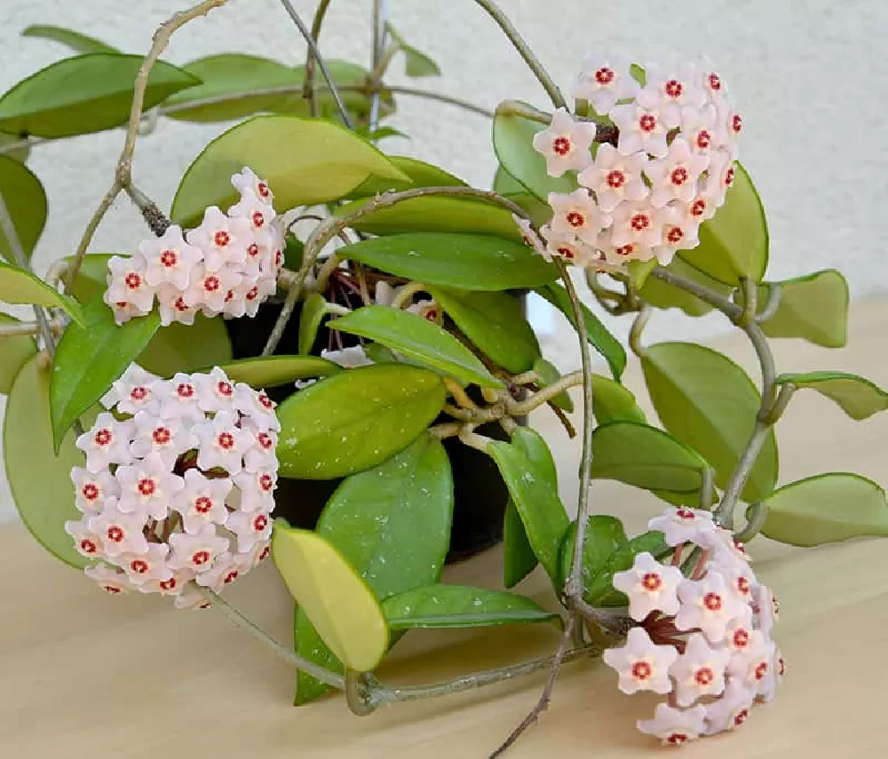 Pink Hoya Plant