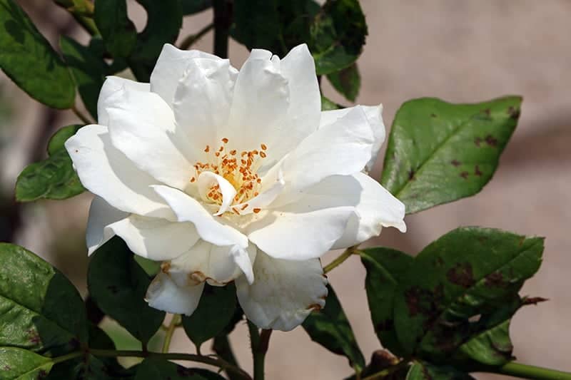 Rosa 'Iceberg'