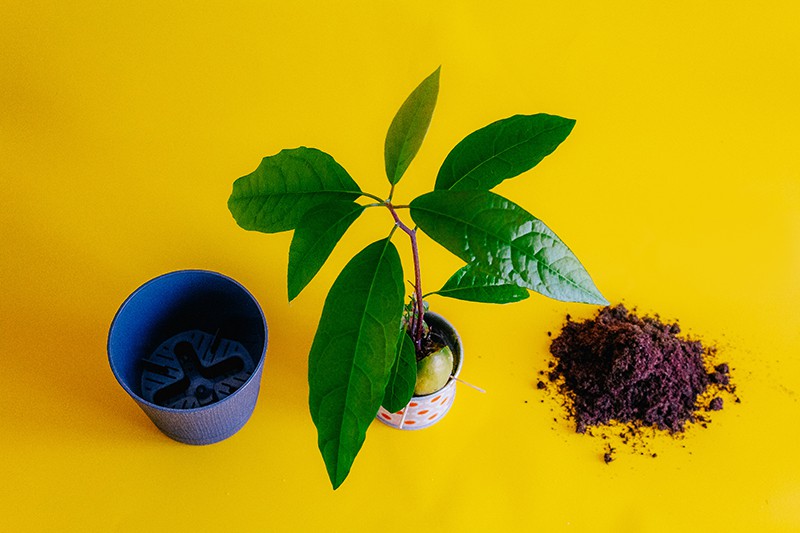 Indoor Planting