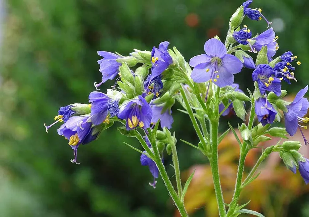 Jacobs Ladder Plant close up