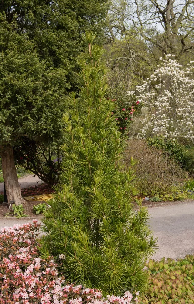 Japanese Umbrella Pine Tree