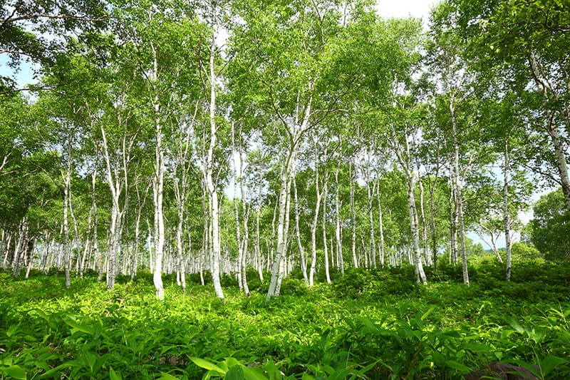 Japanese White Birch