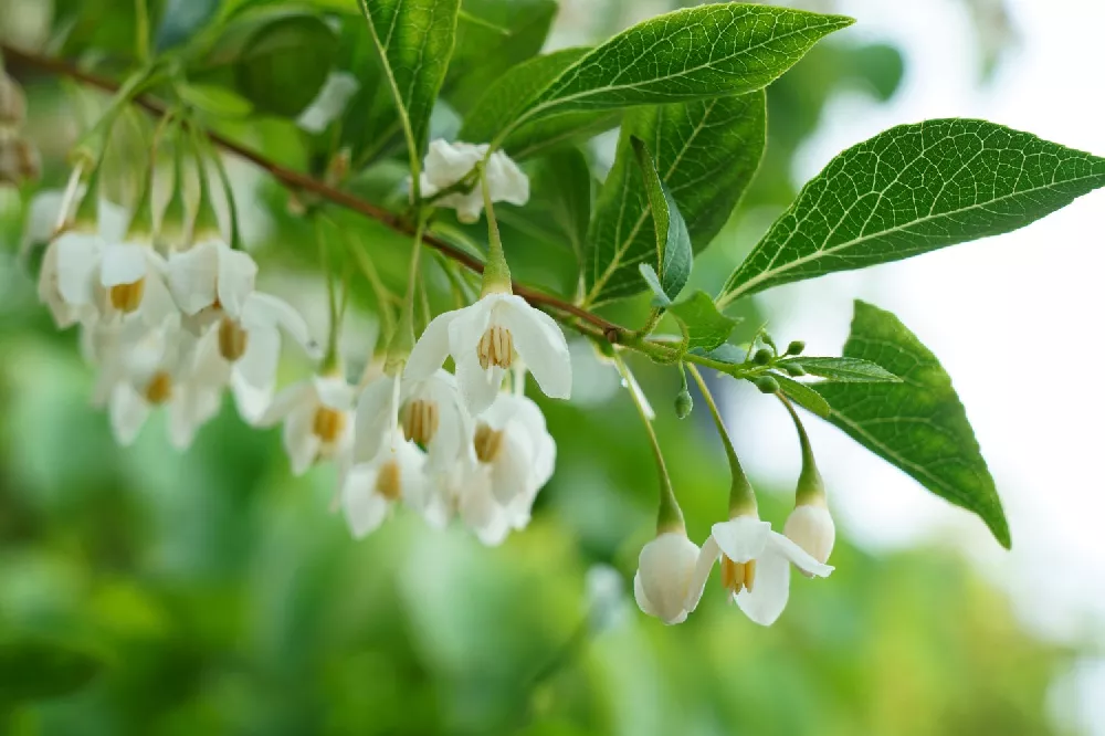 Japanese Snowbell