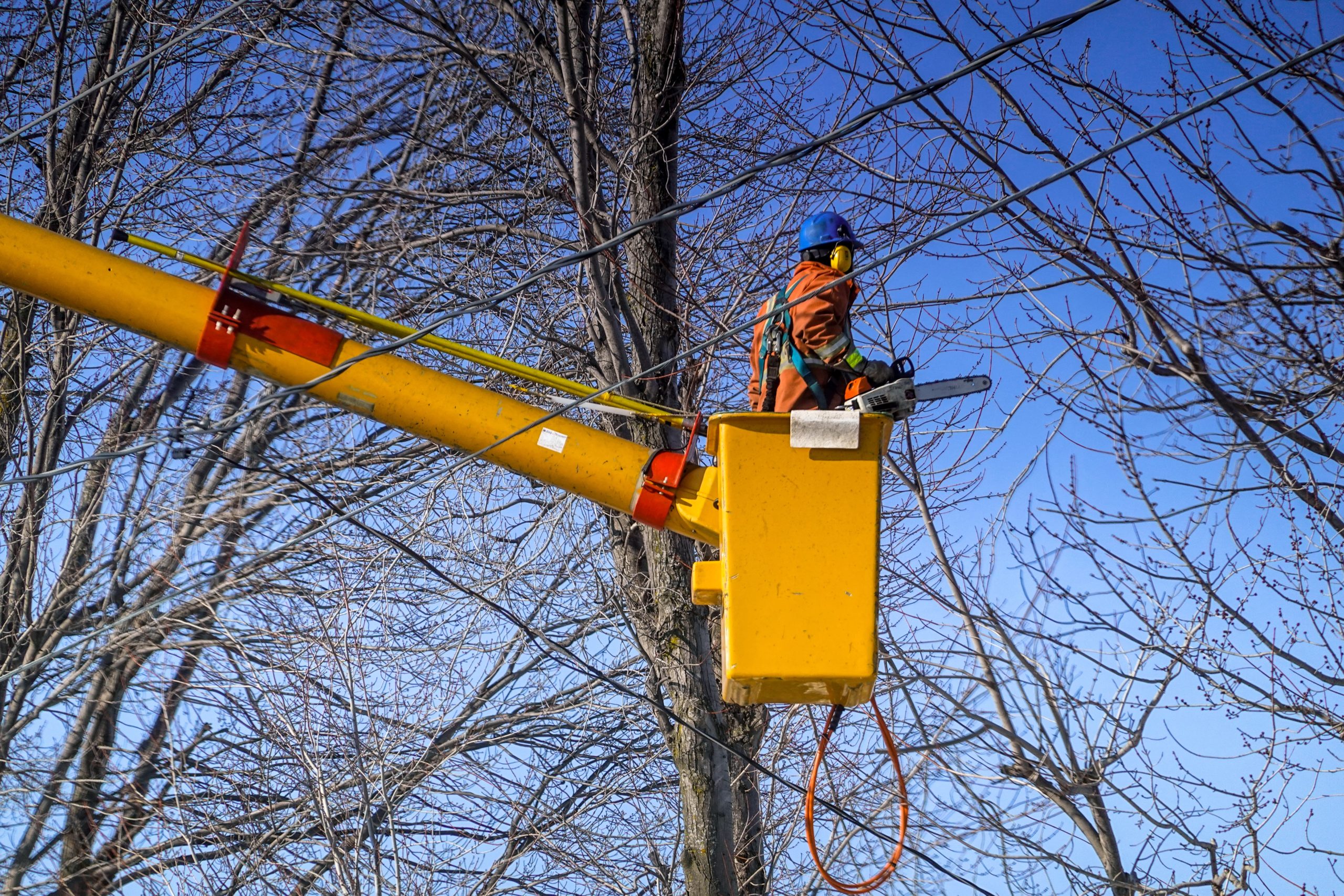 Trimming Tree