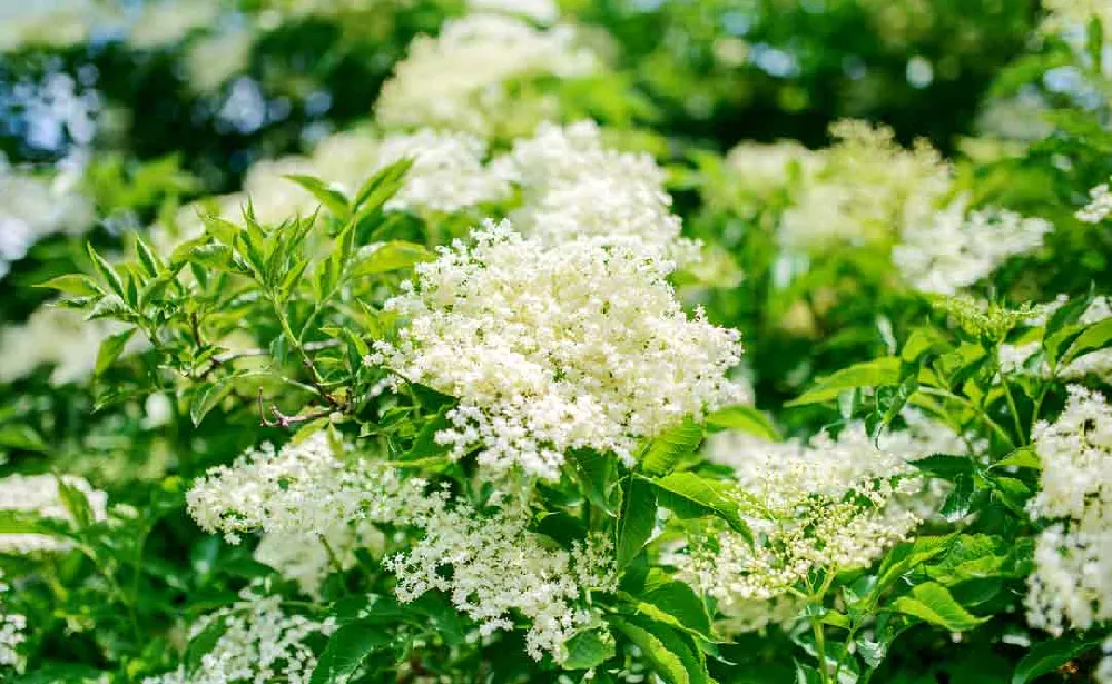 ‘Johns’ and ‘Adams’ Elderberry Shrub