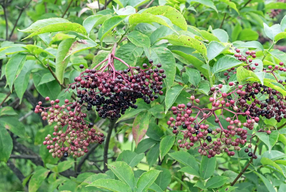 ‘Johns’ and ‘Adams’ Elderberry Shrub