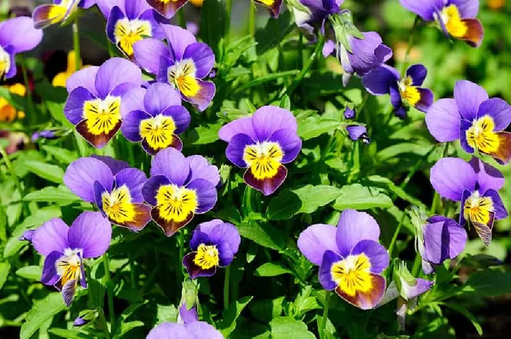 Johnny Jump Up Flower purple