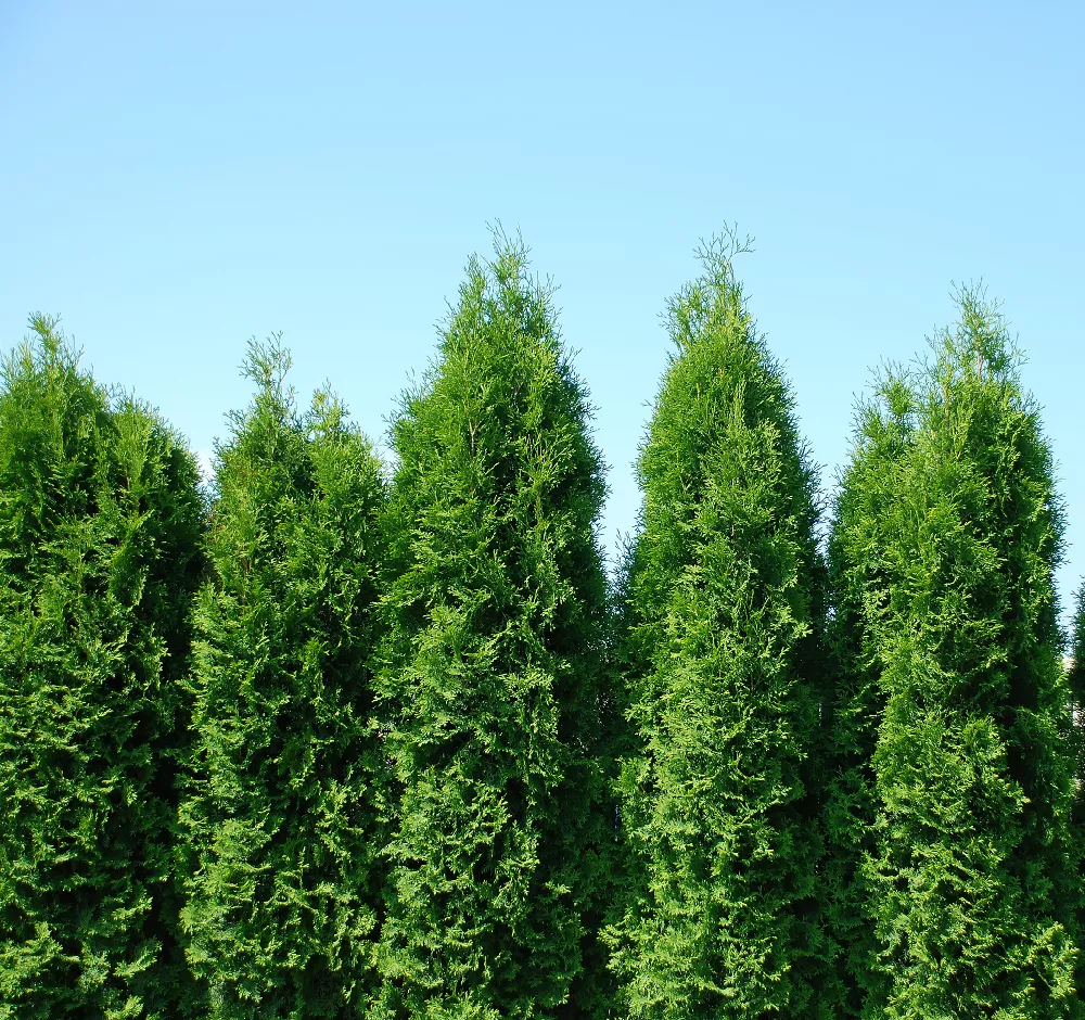 Thuja ‘Green Giant’ Evergreen Tree