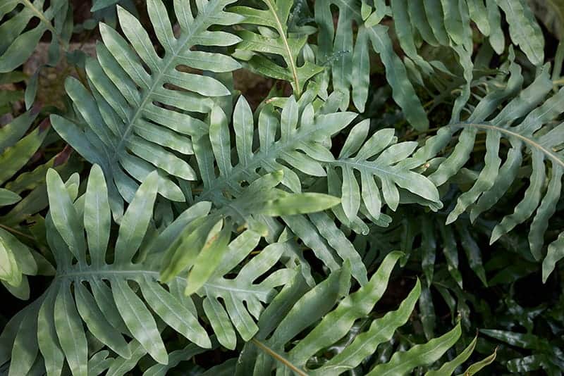 Kangaroo Paw Fern